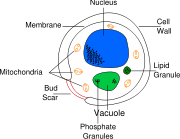 Diagram showing a yeast cell