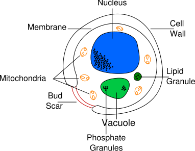 Image:Yeast cell english.svg