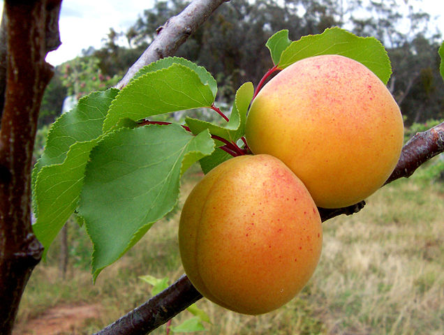 Image:Apricots.jpg