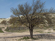 Apricot tree in Central Cappadocia, Turkey