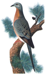 The passenger pigeon, one of several species of extinct birds, was hunted to extinction over the course of a few decades.