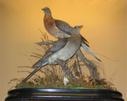 Male and Female specimens at the Vanderbilt Museum, Centerport, New York.