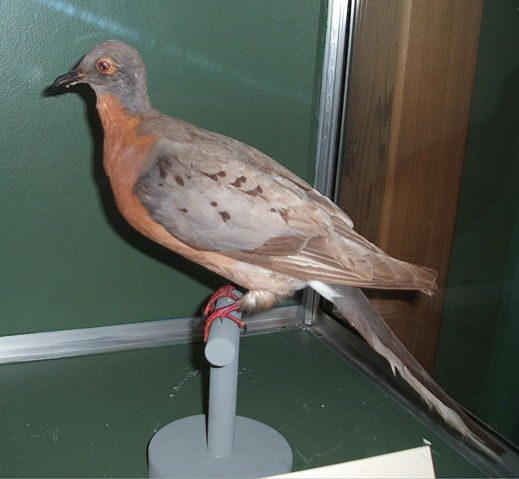 Image:Passengerpigeon-cropped.jpg