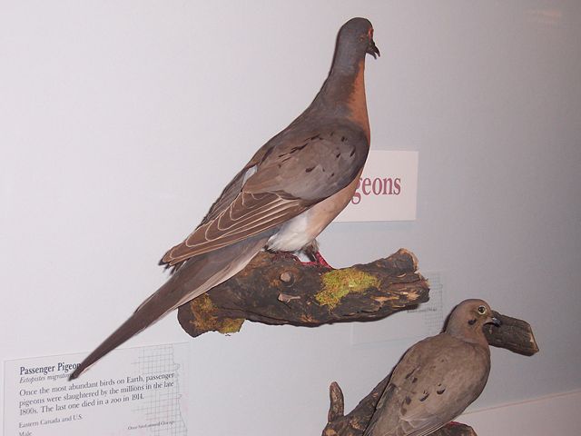 Image:PassengerPigeon,FieldMuseum.jpg