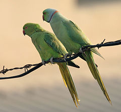 Female on left and male on right