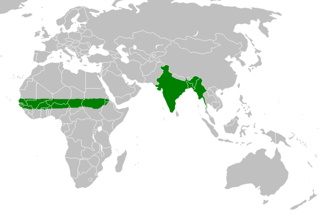 Image:Rose ringed parakeet range.PNG