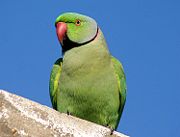 Male at  Hodal in  Faridabad District of Haryana, India.