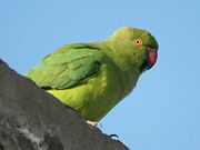 Female at  Hodal in  Faridabad District of Haryana, India.