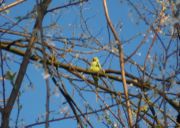 A feral bird in Germany, early March