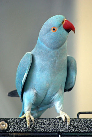 Image:Rose-ringed Parakeet (Psittacula krameri) -blue mutation2c.jpg