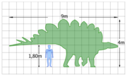 The size of a Stegosaurus compared to a human.
