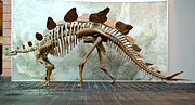 Reconstruction of a Stegosaurus skeleton in the Senckenberg Museum in Frankfurt.