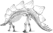 Marsh's 1896 illustration of Stegosaurus. Note the twelve dorsal plates and eight tail spikes; Stegosaurus actually had 17 plates and just four spikes.