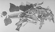 Fossil specimen of Stegosaurus stenops shown as it was found.
