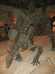 Front view of a Stegosaurus skeleton at the National Museum of Natural History.