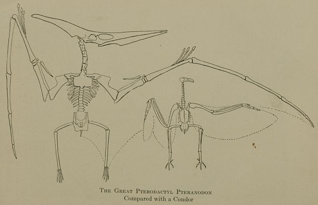 Image:Ptero-condor.jpg