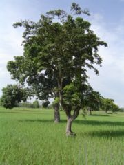 Growing rice in Isan (September 2004)