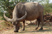 Water buffalo cow in Thailand