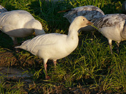 C. c. caerulescens white morph