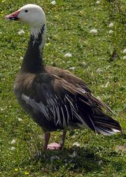 C. c. caerulescens blue morph