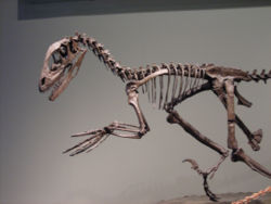 Deinonychus antirrhopus skeleton