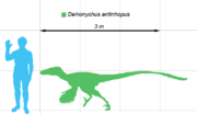 Size comparison of Deinonychus with a human.