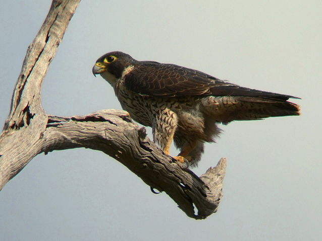 Image:Peregrine Falcon Kobble Apr07.JPG