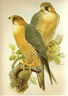 Painting of subspecies babylonicus by John Gould