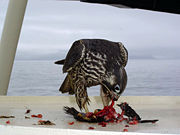 Immature Peregrine Falcon using a USFWS ship as a convenient perch on which to eat its prey.