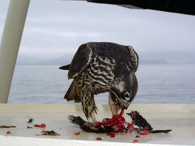 Image:Falco peregrinus on ship USFWS.jpg