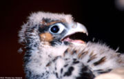 Peregrine Falcon chick