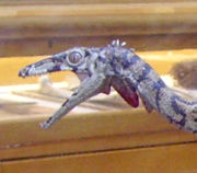 This Compsognathus model at the Oxford University Museum of Natural History shows the animal's narrow skull and long, tapered snout.