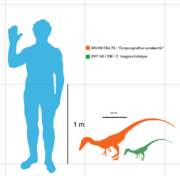 Compsognathus was around 1 meter (3 ft) in length.