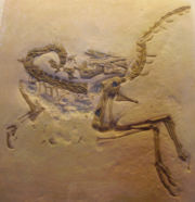 Joseph Oberndorfer discovered this Compsognathus fossil in Bavaria, Germany, in the 1850s. Shown here is a cast at the Oxford University Museum of Natural History.