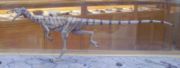 Compsognathus was an active and agile predator, as shown by this model at the Oxford University Museum of Natural History.
