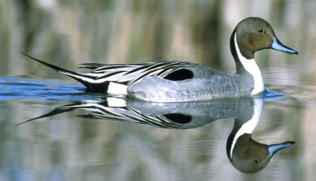 Image:Northern Pintail.jpg