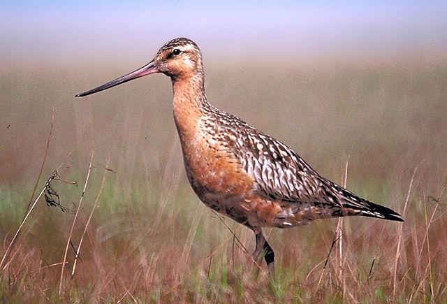 Image:BartailedGodwit24.jpg