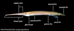 Hemirhamphodon pogongnathus with key morphological features labelled; note the great length of the lower jaw compared with the upper jaw.