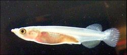 Young freshwater halfbeak, Nomorhamphus sp., aged 7 days, approximately 18 mm (0.71 in) in length. Captive bred specimen.