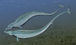 Basilosaurus