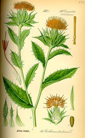 Image:Illustration Carthamus tinctorius0.jpg