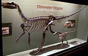 Herrerasaurus skeleton, North American Museum of Ancient Life.