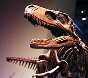 Herrerasaurus skull, at the Field Museum in Chicago.