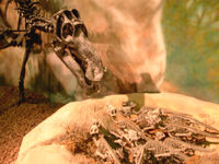 Maiasaura with hatchlings, at the Wyoming Dinosaur Center