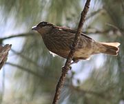 The Polynesian Starling, Aplonis tabuensis, ranges from the Solomon Islands to Tonga.