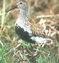 Dunlin (Calidris alpina).