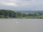 Birds on Chew Valley Lake taken from Herriot's Bridge