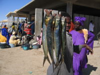Fish market at the beach in Nouakchott, Mauritania.