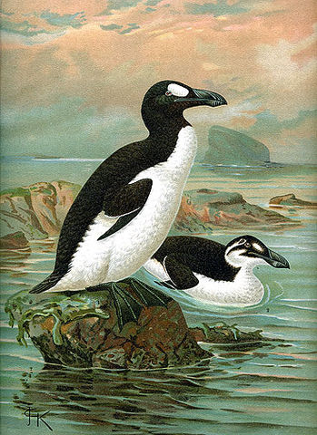 Image:Keulemans-GreatAuk.jpg