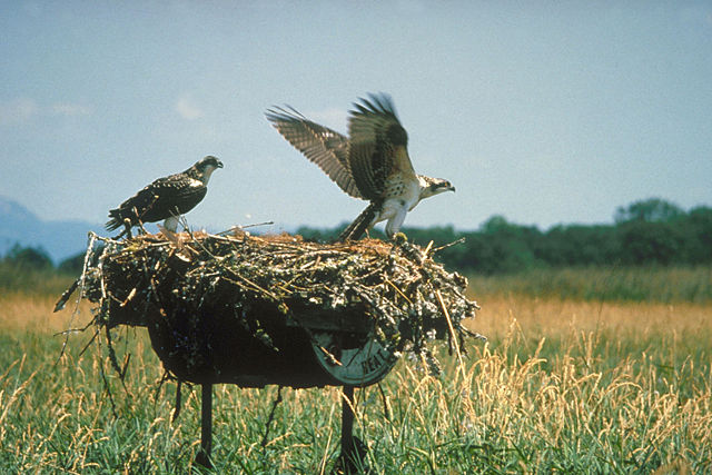 Image:Ospreys Fern Ridge Reservoir Oregon.jpg